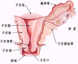 妇科病-<em>阴道</em>炎、宫颈<em>糜烂</em>-搜狐母婴